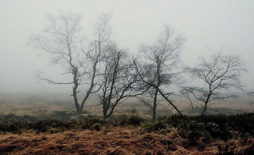 Das Dubringer Moor im nördlichen Teil des Landkreises Bautzen ist mit einerFläche von 1600 Hektar eines der bedeutendsten Durchströmungsmoorezwischen Oder und Elbe und größtes zusammenhängendes Moorgebiet derOberlausitz.