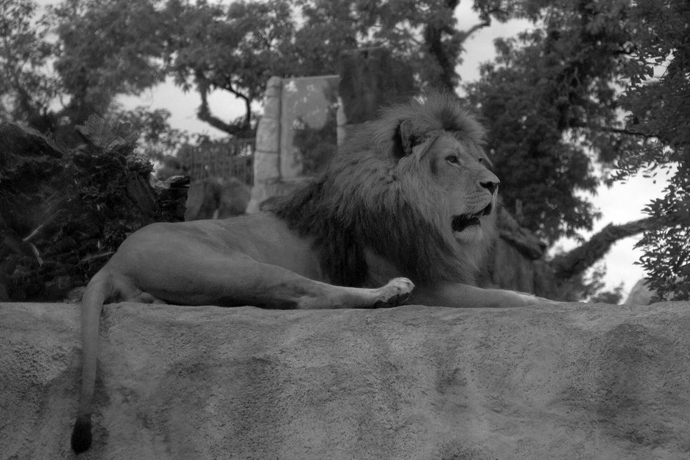 Der "König der Löwen" aus dem Dresdner Zoo musste eingeschläfert werden.