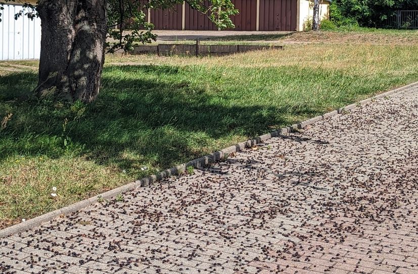 Der Kirschbaum am Rad-/ Gehweg Pausitzer Straße an den Garagen zwingt Passanten immer wieder auf den Rasen oder die Straße auszuweichen, wenn sie saubere Schuhe behalten möchten.
