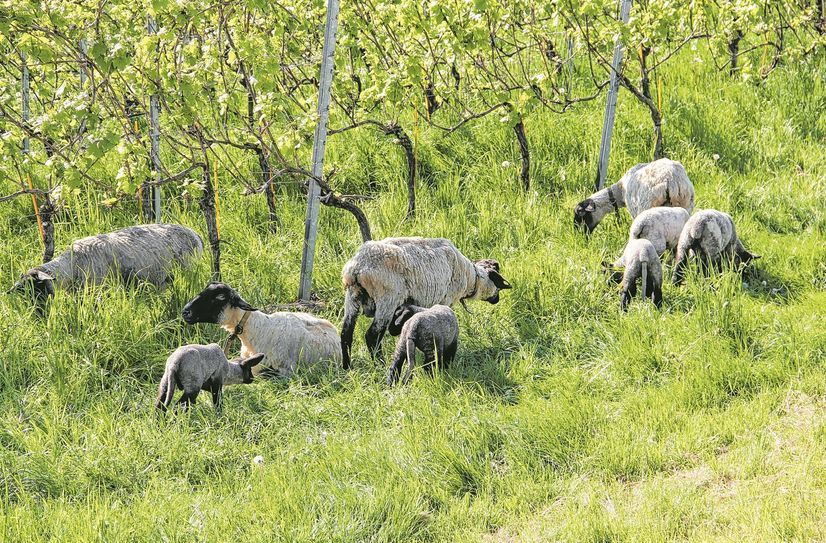 Zehn Schafe der Rassen Ostfriesen-Schwarzkopf und Suffolk sind als »Naturpfleger« im Weinberg des Staatsweingutes Wackerbarth im Einsatz.  Foto: Wackerbarth