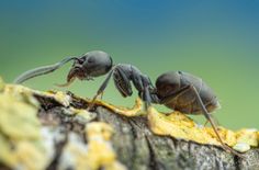 Sie ist klein, aber schließt sich zu Superkolonien zusammen und dringt gern in Gebäude und Leitungsnetze ein. Der Ameise »Tapinoma Magnum« ist schwer beizukommen. Wie soll man jetzt reagieren?