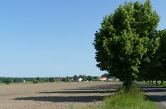 Blick von der Landesgrenze nach Lieskau. Der Radweg wird links der linken Baumreihe entlangführen.