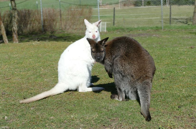 Auch insgesamt fünf Kängurus leben im Jocksdorfer Affen-Zoo.