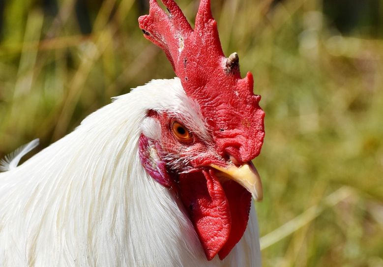 Das Veterinäramt weist auch darauf hin, dass Geflügelhalter verpflichtet sind, ihre Geflügelhaltung unter Angabe der Tierzahl, Tierart und des Standortes beim Veterinäramt Görlitz zu melden. Das gilt auch für Hobbyhalthaltungen. Foto: Pixabay