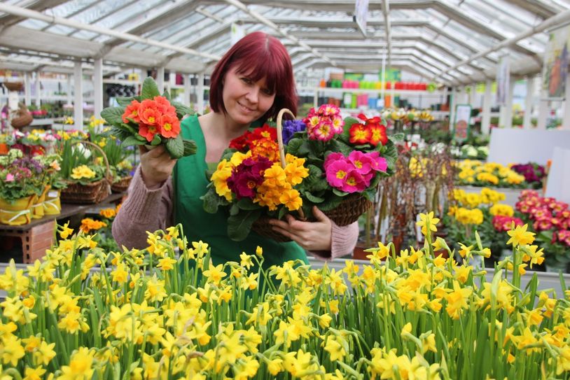 Heike Weigel (38) hat einen »duftenden« Arbeitsplatz in der Gärtnerei Rülcker. Die Firma liefert Frühlingsblüher für die Schau im Großen Garten. Fotos: Pönisch