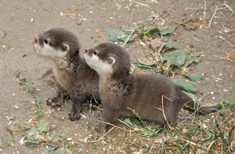 Nachwuchs bei den Publikumslieblingen im Tierpark &amp; Kloster Riesa.