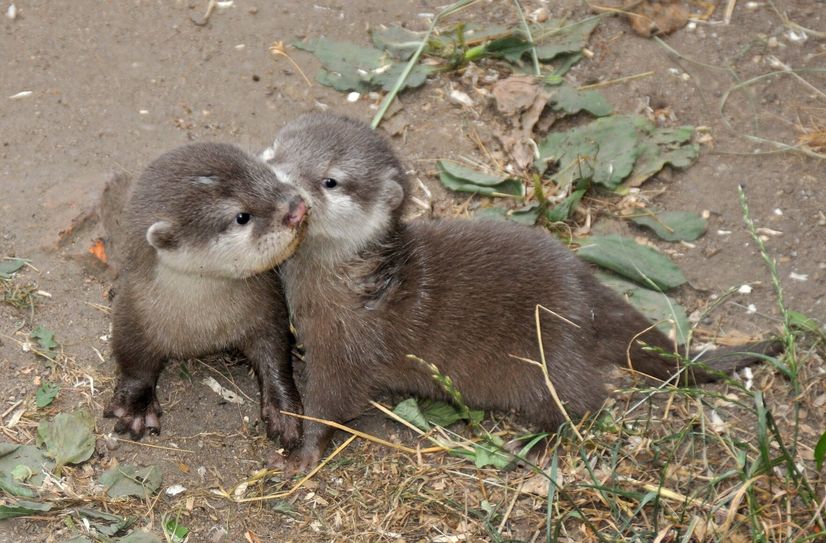 Nachwuchs bei den Publikumslieblingen im Tierpark &amp; Kloster Riesa.