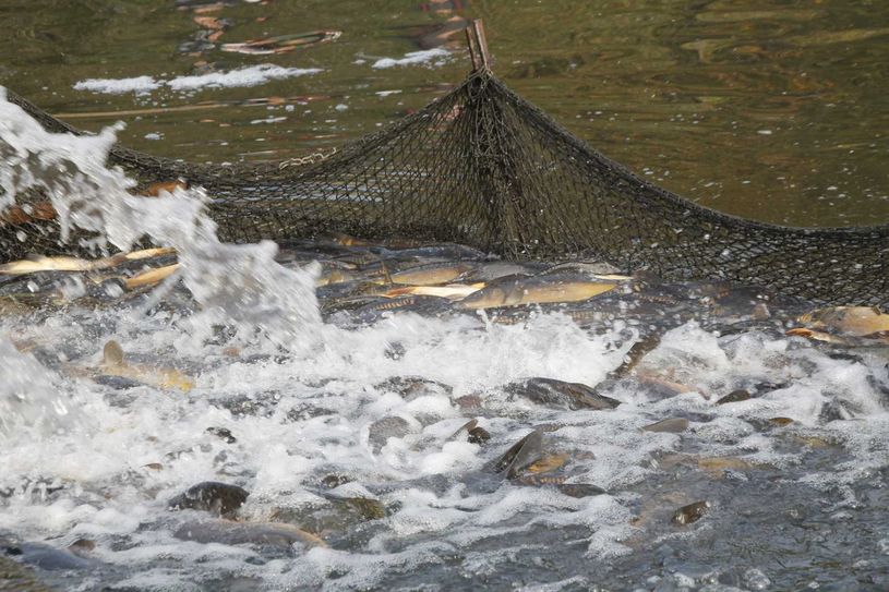 Die Karpfenwochen, die dem schmackhaften Speisefisch zu neuem Glanz verhelfen sollen, finden dieses Jahr zum zweiten Mal statt. Foto: jho