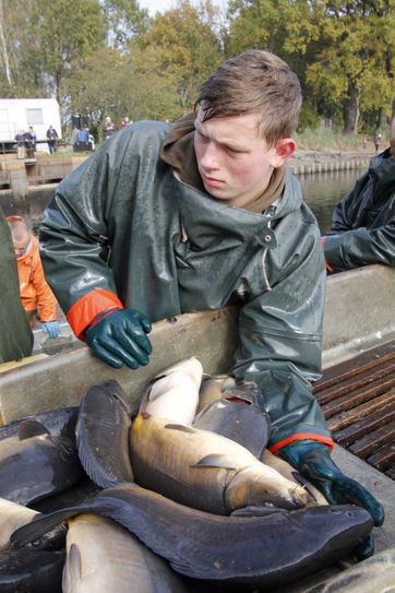 Laut der Teichwirtschaft Peitz war 2015 ein durchwachsenes Jahr. Dennoch dürfte die Fischer am Wochenende reichlich Arbeit erwarten. Foto: jho