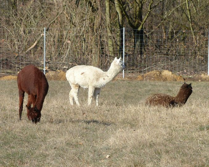 Seit 21. Februar bewohnen fünf Alpakas ein Gehege auf dem Erlichthof. Foto: PR/Erlichthof