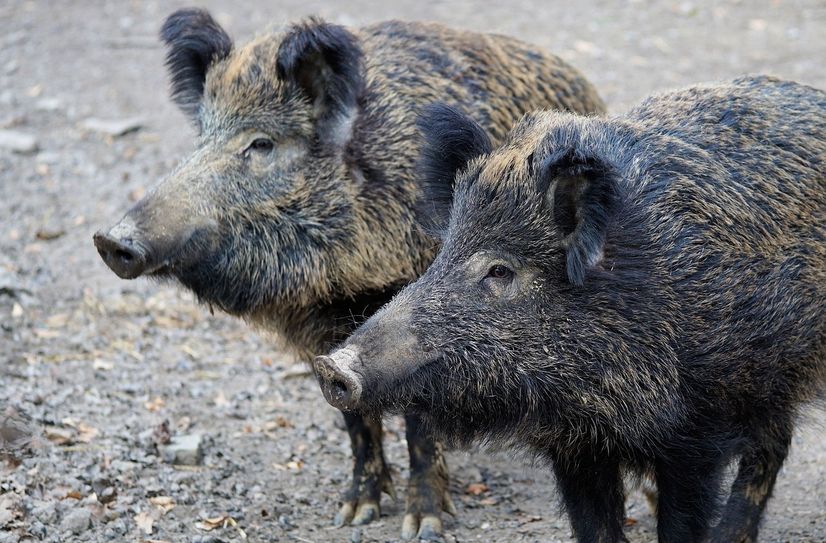 Wildschweine (Symbolbild)