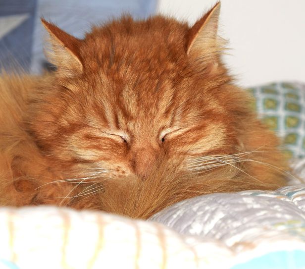 Etwa 20 Katzen sind im Zittauer Umland  sind verschwunden. Dieser schlafende Kater gehört nicht zu den vermissten Tieren.