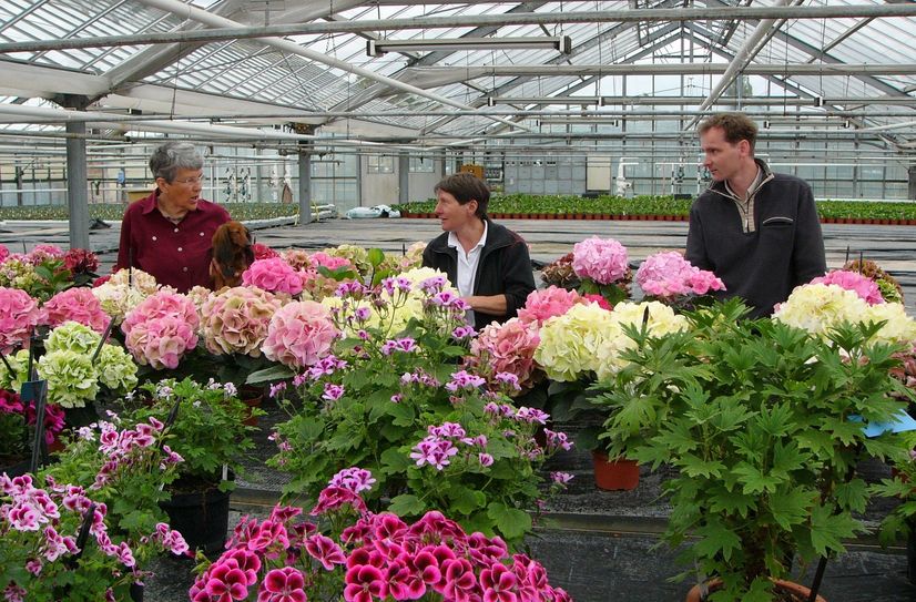 Hortensienzüchter unter sich: Christa Hofmann, Katrin Meinl und Dr. Klaus Olbricht (v.l.).