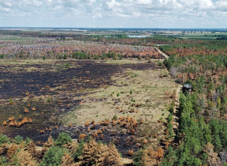 Weitläufige verkohlte Flächen in der Gohrischheide. Fotos: Farrar