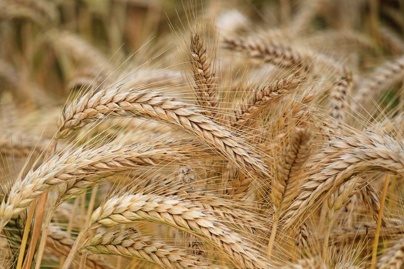Reifes Korn ist der Graundbaustoff für die perfekte Erntekrone.