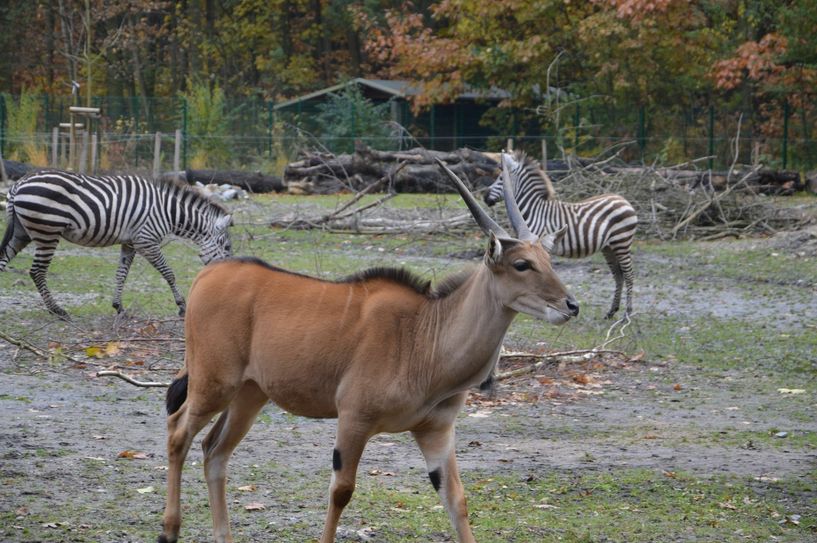 Das Zebrapaar und die drei Elenantilopenbullen haben sich in ihrem neuen Gehege eingelebt. Foto: Stadtverwaltung Finsterwalde