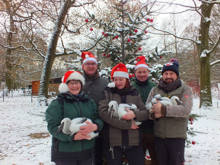 Auch weihnachtliche Grüße von den jungen Sattelstörchen.