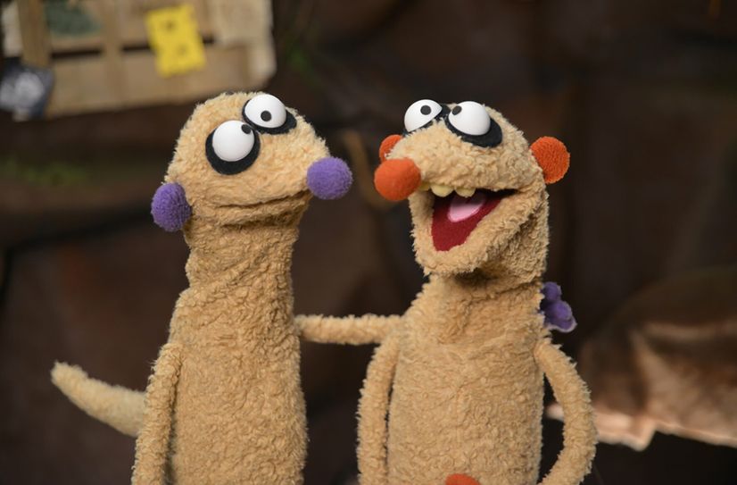 Jan und Henry sind deutschlands beliebteste Erdmännchen.