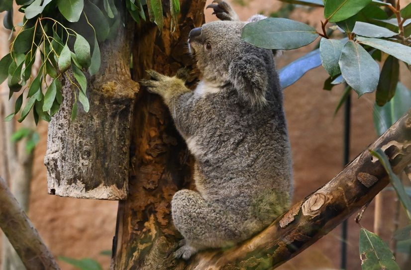 Koalaweibchen Eerin ist beutelträchtig.