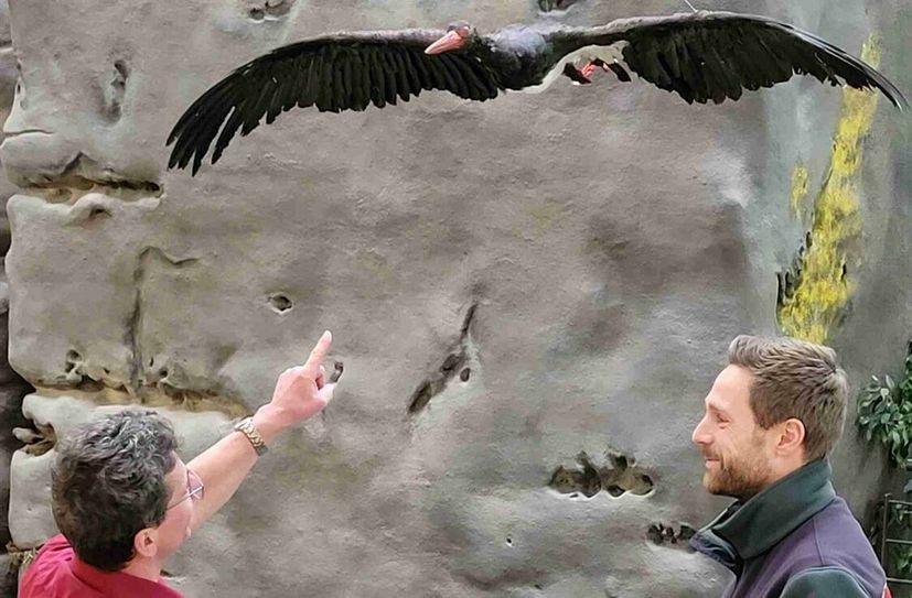 Christian Starke (stellv. Leiter NationalparkZentrum) und Mitarbeiter Henry Reinke freuen sich über das eindrucksvolle Schwarzstorch-Präparat.