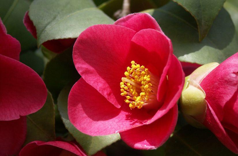 Kamelienblüte