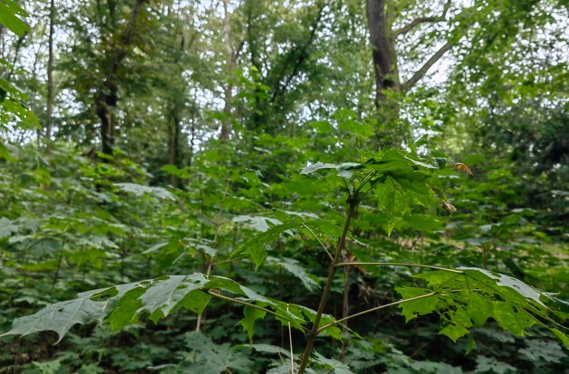 Der Ahorn ist längst der Leitbaum und würde unweigerlich zur Monokultur.