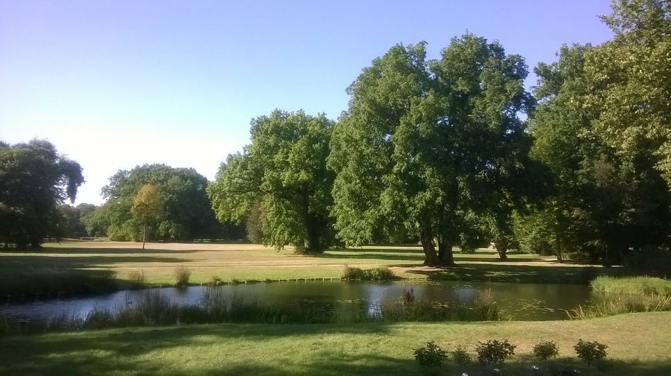 Baumgruppen im Branitzer Park, Blick von der Schlossterrasse. Foto: Lew.