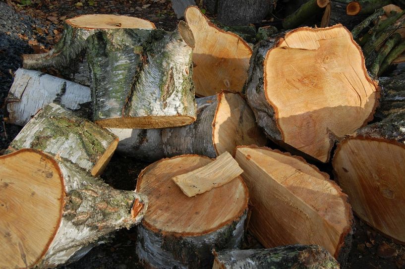 In Ufernähe der Graben, Bäche und Flüsse werden jetzt Bäume geschlagen. Foto: Farrar