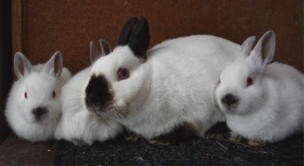 Über 400 Kaninchen der verschiedensten Rassen sind am Wochenende in Peitz zu sehen. Foto: Doreen Kniewel