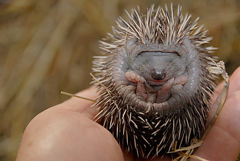 Igeljungtier. Foto: zoo-goerlitz, C. Hammer