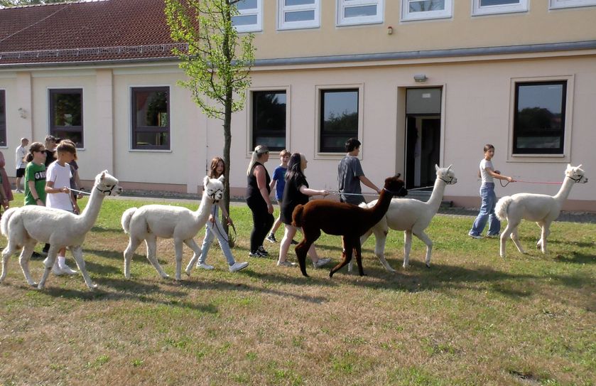 Im Praxisteil durften die Schüler ein Alpaka führen.