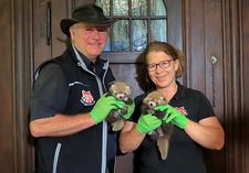 Direktor Dr. Sven Hammer und Kuratorin Catrin Hammer mit den 4 Wochen alten Pandawelpen nach dem ersten Gesundheitscheck