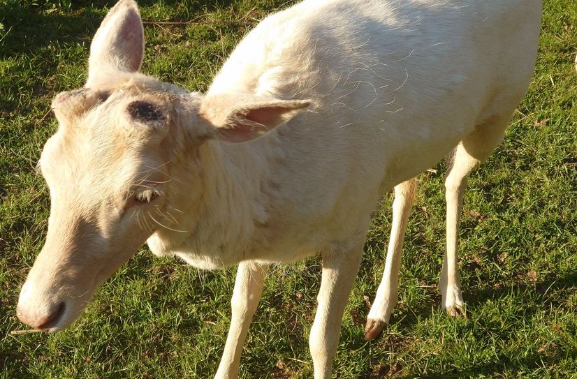 Damhirsch Alfred wartet derzeit darauf, dass sein neues Geweih nachwächst.