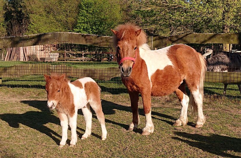 Das muntere Shetlandpony-Fohlen mit seiner Mama Lotte.  Foto: Tiergartenverein Höckendorf e.V.