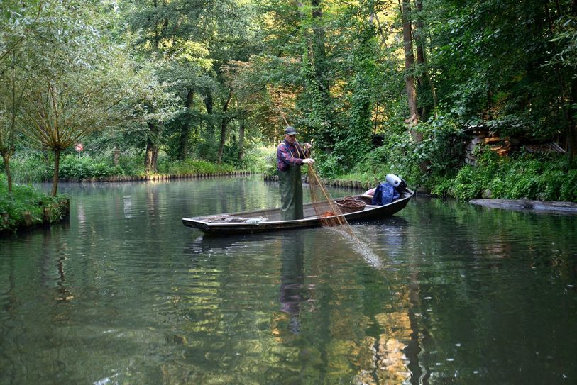 Fischzeit im Spreewald vom 1. Oktober bis 11. November. Foto: Silvano Procopius/Spreewald-Touristinformation Lübbenau e.V.