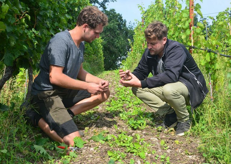 Julian Beckmann und Matthias Schuh (v.l.) bei der Weinbergeinsaat im Weinberg. Foto: Weingut Schuh