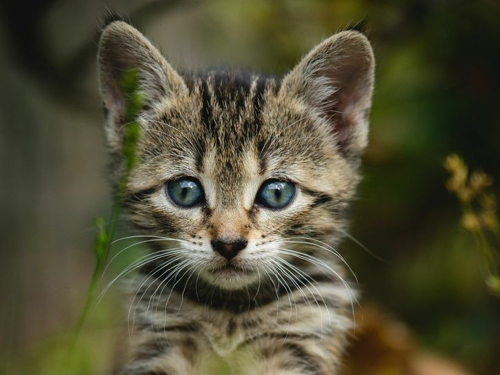 Ein Anwohner in Cunnewitz hatte am Freitag in einem Waldstück eine Kiste gefunden, in der sich fünf Katzenbabys befanden. Die Polizei brachte die Tiere in ein Tierheim. Symbolfoto: Kazuky Akayashi on Unsplash