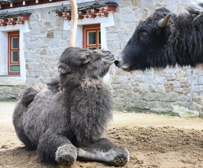 Muss sich keine Sorgen um zu viel Körperkontakt machen: Kamelfohlen Deleg im Naturschutz-Tierpark Görlitz-Zgorzelec. Foto: www.zoo-goerlitz.de, C. Hammer