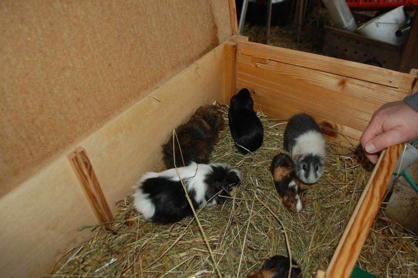 Das Kleintiergehege auf dem Bauernmarkt. Foto: Wo