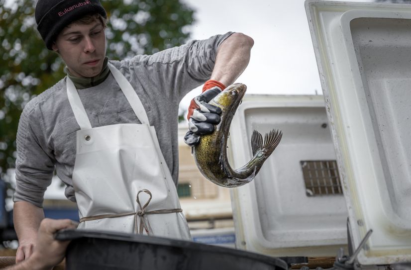 Noch bis zum 5. November können Besucher bei den  Lausitzer Fischwochen beim Abfischen  zuschauen und leckeren Fisch aus der Region genießen.