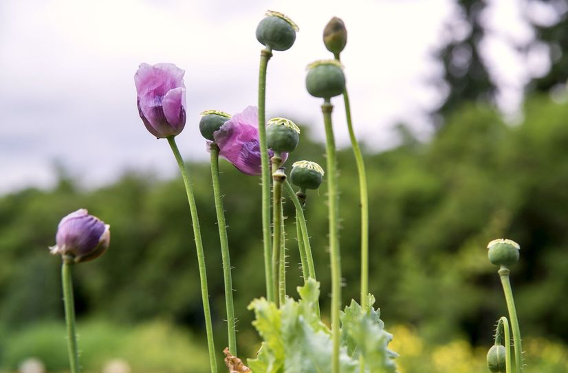 Schlafmohn in seiner Pracht.