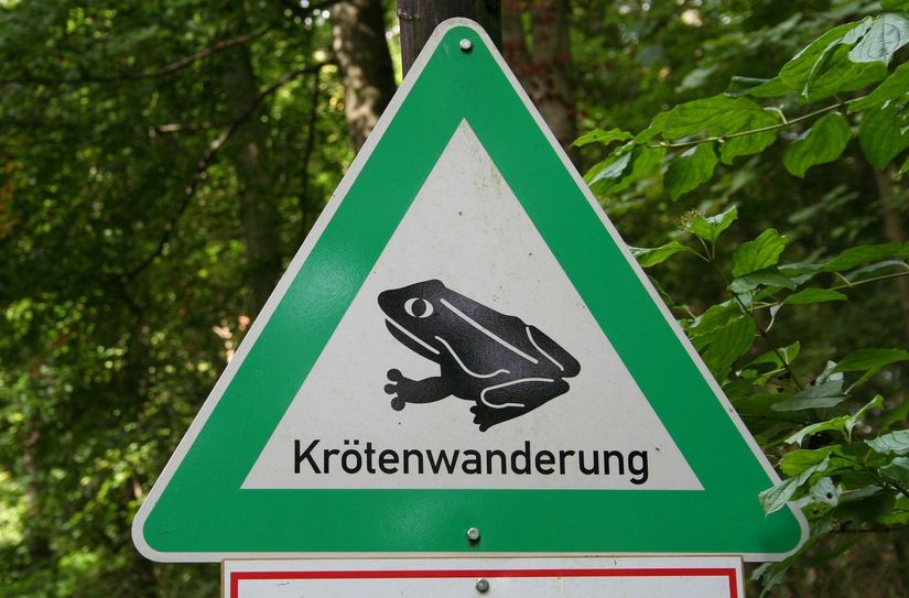 Autofahrer sollten Rücksicht auf die wandernden Kröten nehmen.