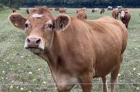 Die Übergabe der Preise für »Tiergerechte und umweltverträgliche Haltung« erfolgte Standesgemäß auf der Weide zwischen Wülknitz und Koselitz. Die Kühe haben alles genau beobachtet...