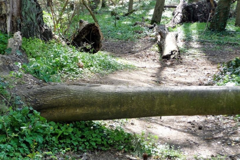 Der Wanderweg Richtung Südvorstadt vom Kohlberg aus hat seinen Namen fast nicht mehr verdient.