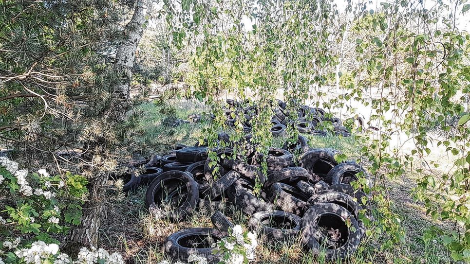 Abgelagerte Reifen in einem Waldstück bei Craupe. Weitere illegale Entsorgungen verzeichnete die Stadtverwaltung Calau in den Ortsteilen Zinnitz, Bathow, Settinchen und Werchow. Foto: Stadt Calau/Ordnungsamt
