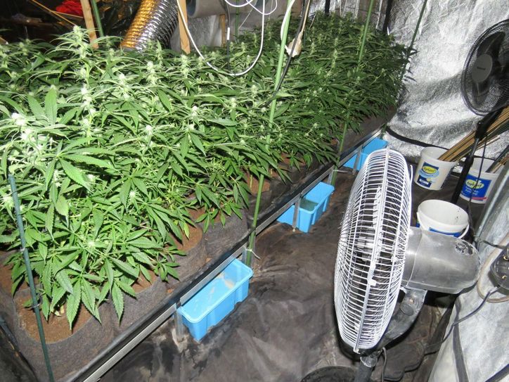 Die Beamten entdeckten rund 60 ausgewachsene Cannabispflanzen sowie etwa 100 Stecklinge. Foto: Polizei