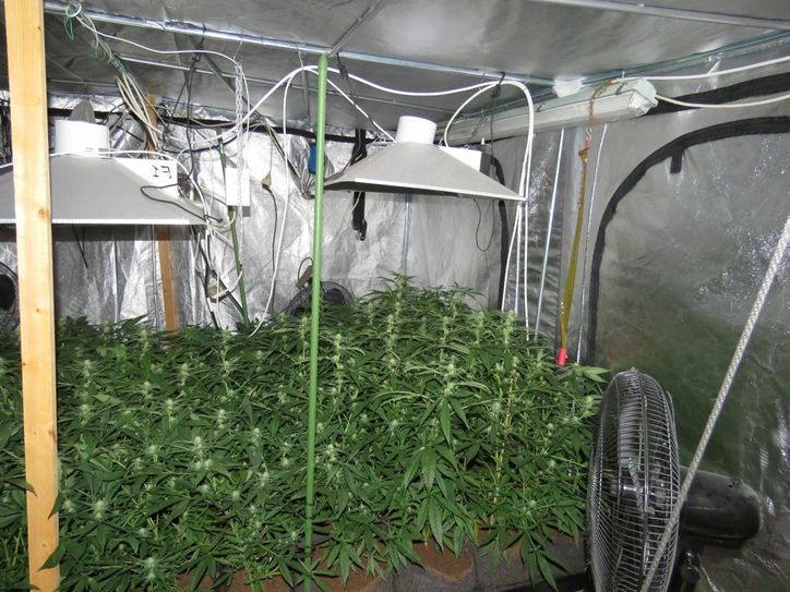 Die Beamten entdeckten rund 60 ausgewachsene Cannabispflanzen sowie etwa 100 Stecklinge. Foto: Polizei