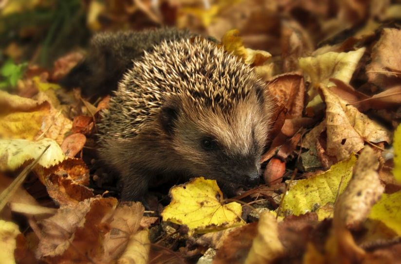 Was Igel bei Dunkelheit machen und vieles mehr gibt es zu entdecken. Foto: pixabay