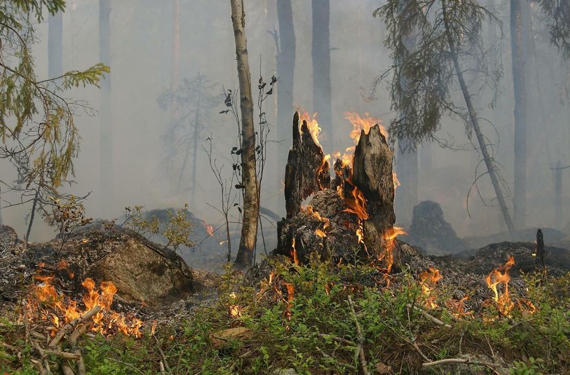 Durch mehr Achtsamkeit kann ein so verheerender Brand, wie vergangenes Jahr im Nationalpark Sächsische Schweiz, verhindert werden.