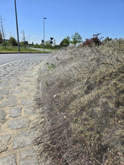 Die Gespinstmotte hat derzeit vielerlei Straßengrün in Cottbus besetzt. Sie wird leicht mit dem gefährlichen Eichenprozessionsspinner verwechselt.